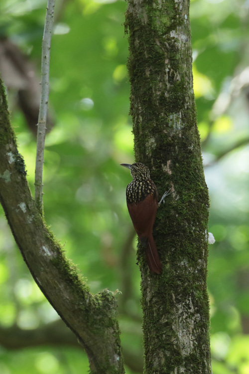 Black-striped Woodcreeper